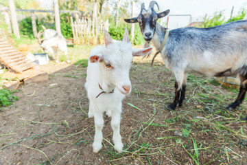 Fototapeta premium Cute young baby goat relaxing in ranch farm in summer day. Domestic goats grazing in pasture and chewing, countryside background. Goat in natural eco farm growing to give milk and cheese.
