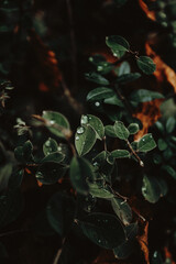 herbstliche Hintergrund Textur