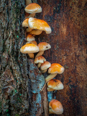 Close-up of group of wild mushrooms growing on tree trunk. Hypholoma capnoides. Yellow-brown to cinnamon caps of a typical fall or winter european mushrooms.