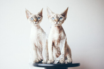 Two Devon Rex cats with blue eyes sitting and posing together. Selective focus, natural light photo.