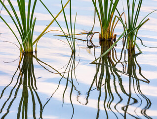 Emperor dragonfly or blue emperor (Anax imperator)
