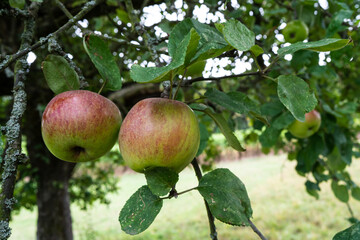 Close-Up of apples before harvest, hanging on its tree in the orchard.