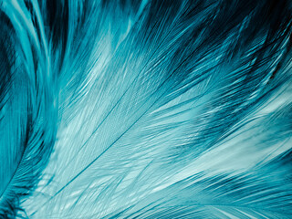 Beautiful abstract blue feathers on dark background, black feather texture on blue pattern and blue background, feather wallpaper, blue banners, love theme, valentines day, dark texture
