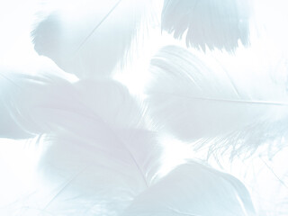 Fototapeta na wymiar Beautiful abstract gray feathers on white background and soft white feather texture on white pattern and brown background, white texture wallpaper, love theme, valentines day