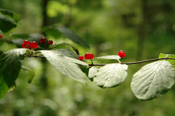 The ripe red berries of Lonicera xylosteum (fly honeysuckle, dwarf honeysuckle or fly woodbine) on a branch in the forest, selective focus, copy space. These berries are mildly poisonous to humans
