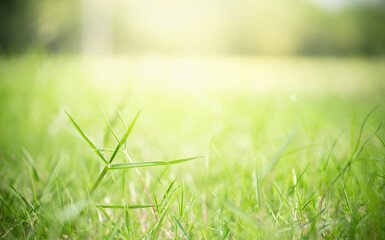 Beautiful attractive nature view of green grass leaf on blurred greenery background in garden with copy space using as background natural green plants landscape, ecology, fresh wallpaper concept.