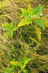 514-71 Jimsonweed and Prairie Dropseed Grass