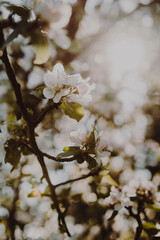 Frühling Blüten
