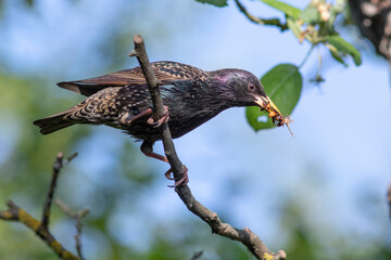 Star (Sturnus vulgaris) mit Futter für den Nachwuchs