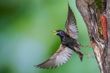 Star (Sturnus vulgaris) beim Abflug von der Höhle