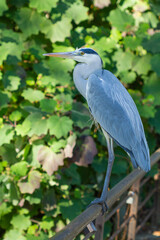 Ardea cinerea, grey and white bird on green background
