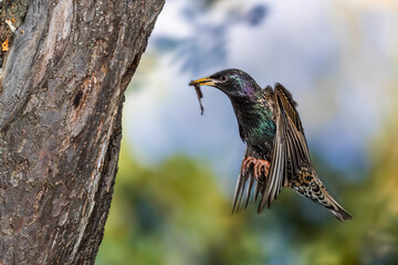 Star (Sturnus vulgaris) fliegt seine Höhle an