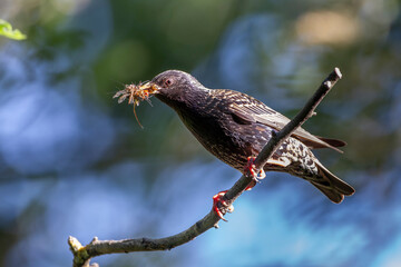 Star (Sturnus vulgaris) mit Futter für den Nachwuchs
