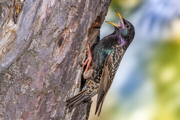 Star (Sturnus vulgaris) an seiner Höhle mit Futter