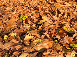 Carpet of autumn leaves on the ground in a public park. No people. Copy space.