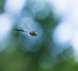 Emperor dragonfly or blue emperor (Anax imperator)