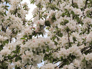 The branches of the apple tree are covered with white flowers