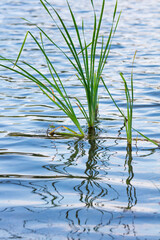 Emperor dragonfly or blue emperor (Anax imperator)