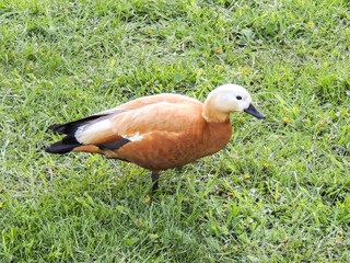 Orange duck on a green background