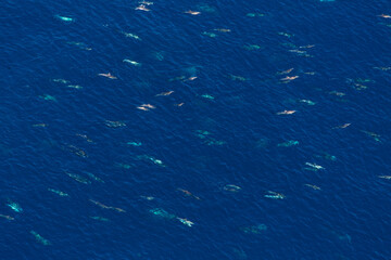 Short-beaked common dolphin (Delphinus delphis), Channel Islands National Park, California, Usa, America