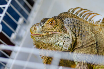 closeup view of the green iguana