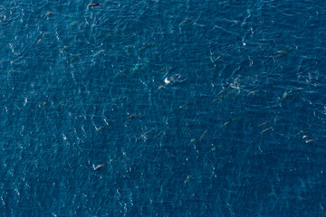 Short-beaked common dolphin (Delphinus delphis), Channel Islands National Park, California, Usa, America