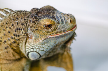 closeup view of the green iguana