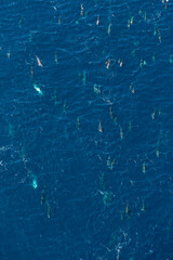 Short-beaked common dolphin (Delphinus delphis), Channel Islands National Park, California, Usa, America