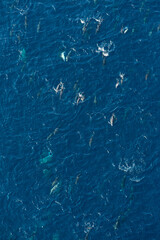 Short-beaked common dolphin (Delphinus delphis), Channel Islands National Park, California, Usa, America