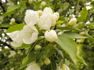 White pear flowers close up