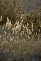 Gräser im Gegenlicht