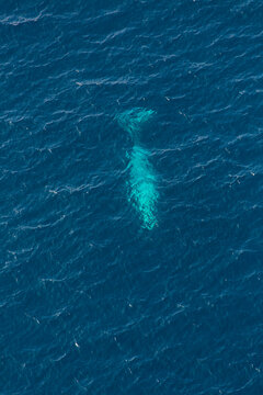 North Pacific Right Whale (Eubalaena Japonica), Channel Islands National Park, California, Usa, America