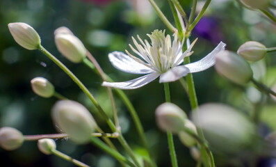White clematis flowers closeup on green background