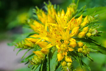 Yellow flowers of stonecrop survivable closeup on green background