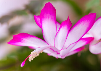 Fototapeta na wymiar Flower schlumbergera Decembrist closeup