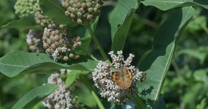 Cynthia cardui (painted lady butterfly) on the flower of the common milkweed