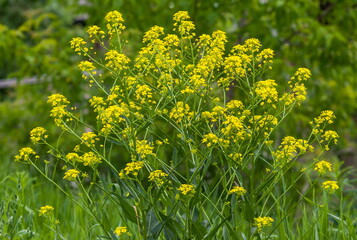 Yellow meadow flowers closeup in summer on a green background