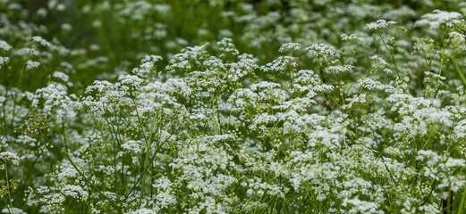 White meadow flowers closeup in summer on a green background