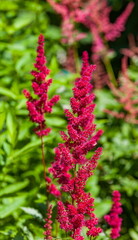 Red flowers astilba closeup