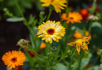 Orange flowers of marigold closeup in summer on a green background