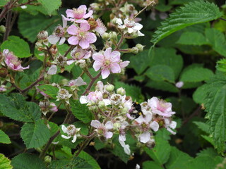 Fruit flowers with an insect