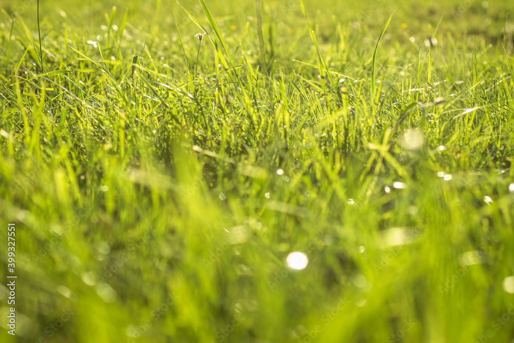 Wall mural green grass with water dew drops in sunlight on meadow. grass in sunshine on lawn.