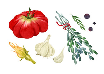Italian vegetables set  isolated watercolor elements tomato garlic zucchini flower rosemary black pepper on white background 
