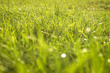 Green grass with water dew drops in sunlight on meadow. Grass in sunshine on lawn.