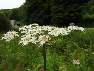 Big white wild flower with insects