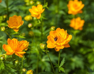 Fototapeta premium Yellow flowers closeup