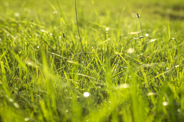Green grass with water dew drops in sunlight on meadow. Grass in sunshine on lawn.