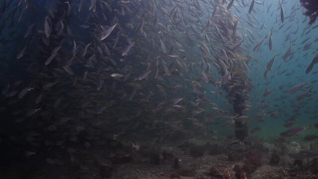 Slimy Mackerel Fish School under Jetty Scomber australasicus 4k slow motion Scombridae underwater scene