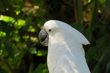 White parrot cockatoo on a branch in Florida zoological garden © natalya2015