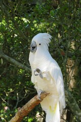 White parrot cockatoo on a branch in Florida zoological garden